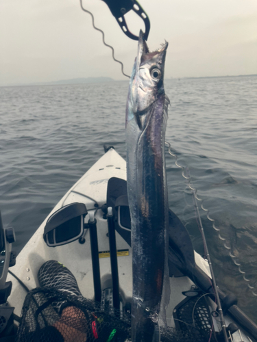 タチウオの釣果