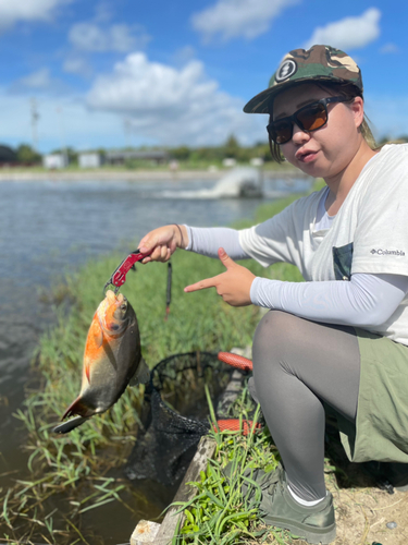 コロソマの釣果