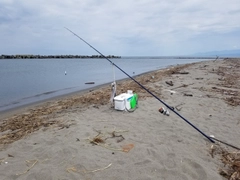 キスの釣果