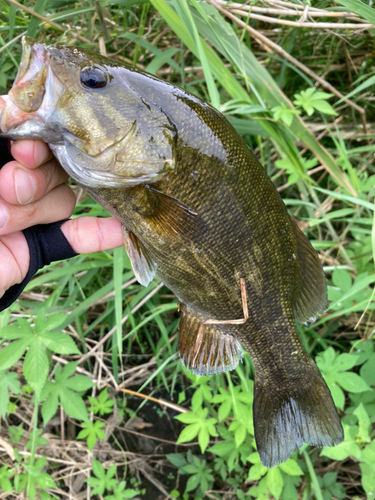 スモールマウスバスの釣果