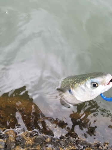 ボラの釣果