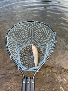 ニジマスの釣果