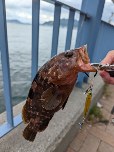 キジハタの釣果