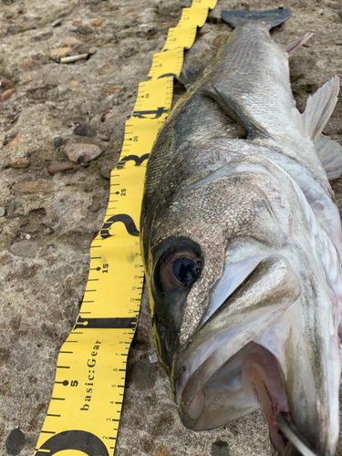 シーバスの釣果