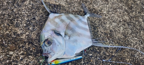 イトヒキアジの釣果