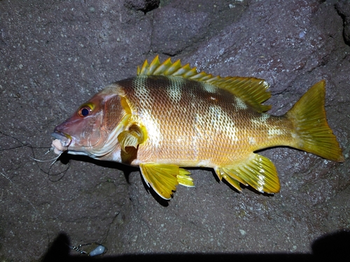 フエダイの釣果