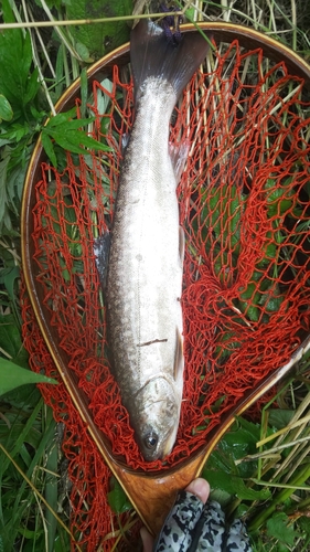 アメマスの釣果