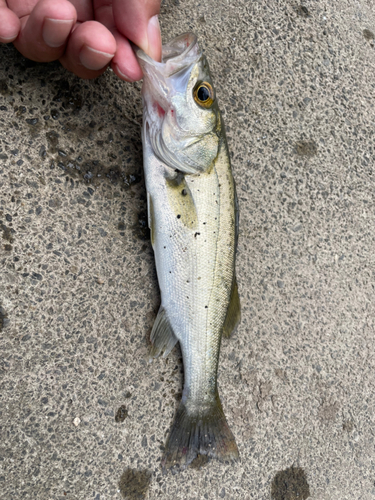 セイゴ（マルスズキ）の釣果