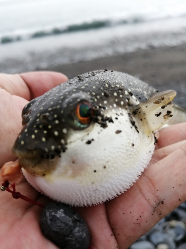 フグの釣果