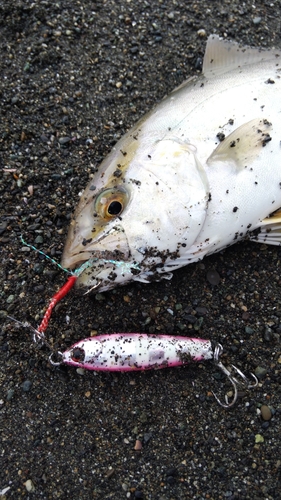 ショゴの釣果