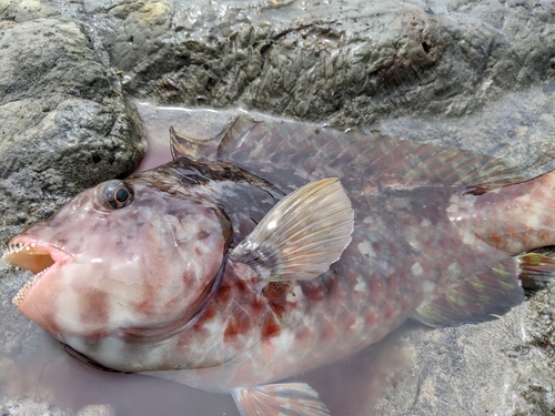 ブダイの釣果