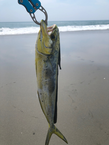 シイラの釣果