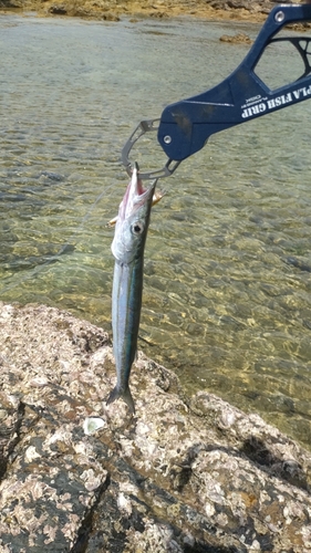 カマスの釣果