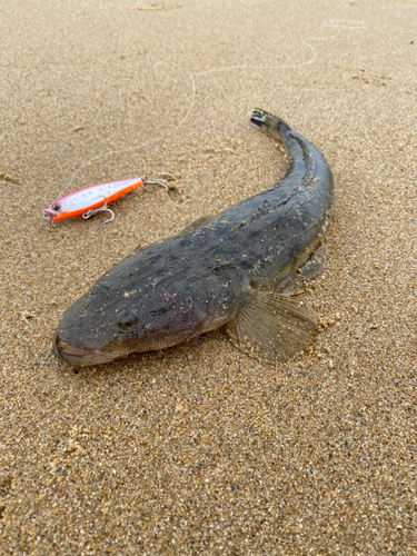 マゴチの釣果