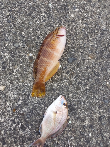 マダイの釣果