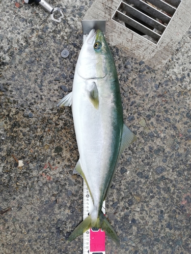 ハマチの釣果