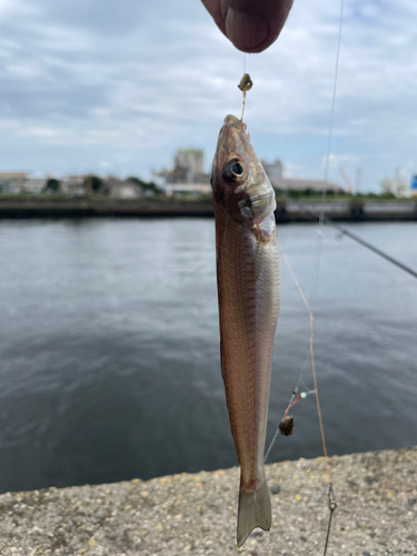 キスの釣果