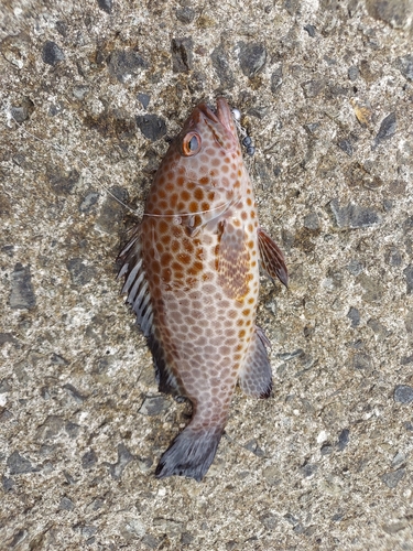 オオモンハタの釣果