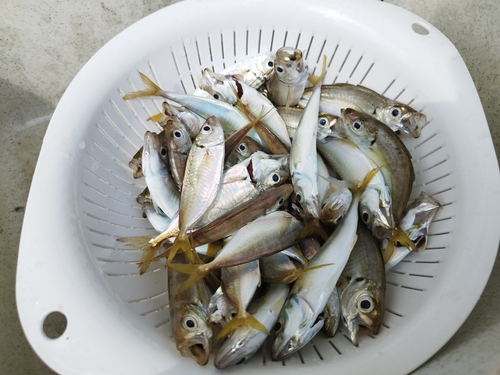 アジの釣果