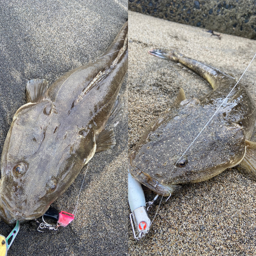 マゴチの釣果