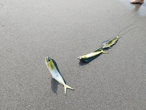 シイラの釣果