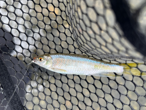 オイカワの釣果