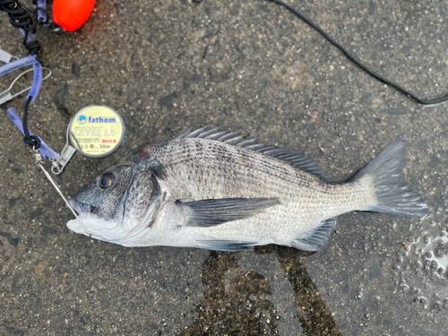 クロダイの釣果