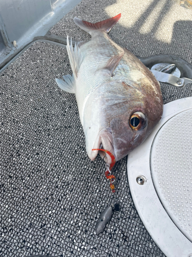 マダイの釣果