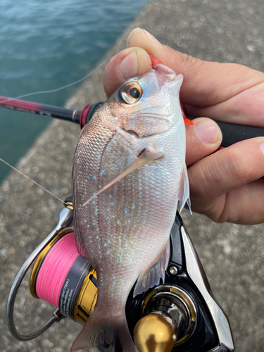 マダイの釣果