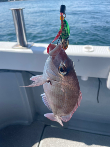 チャリコの釣果