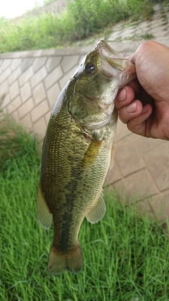 ラージマウスバスの釣果