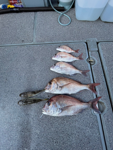 マダイの釣果