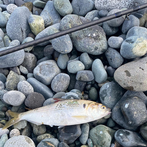 コノシロの釣果