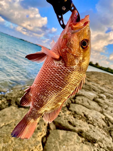 ゴマフエダイの釣果