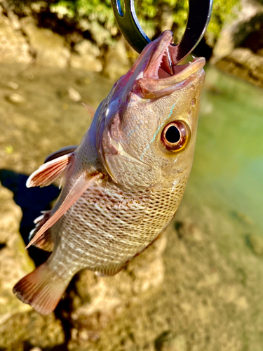 ゴマフエダイの釣果