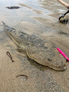 マゴチの釣果