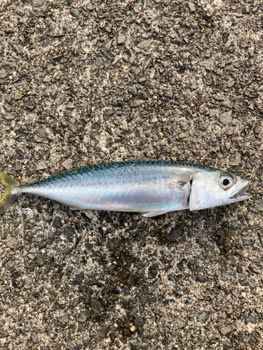 サバの釣果