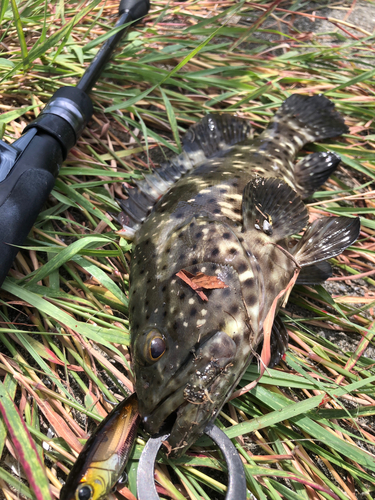 ヤイトハタの釣果