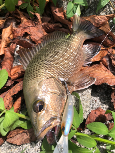 ゴマフエダイの釣果