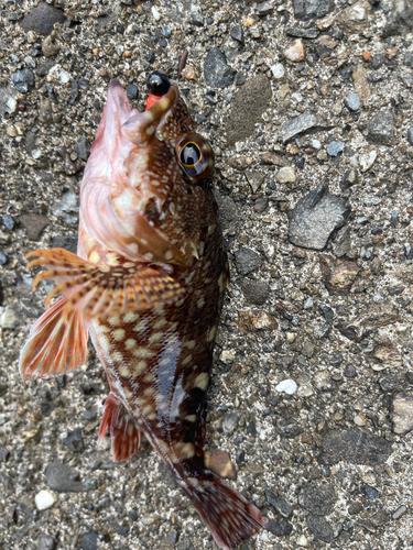 カサゴの釣果