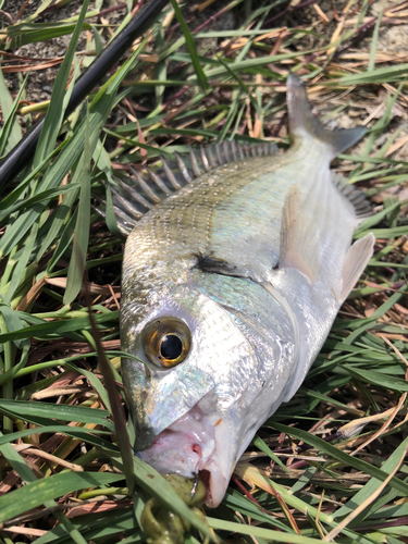 ミナミクロダイの釣果