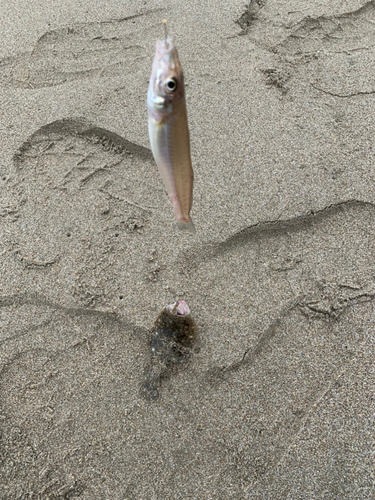 キスの釣果