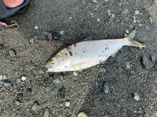 コノシロの釣果