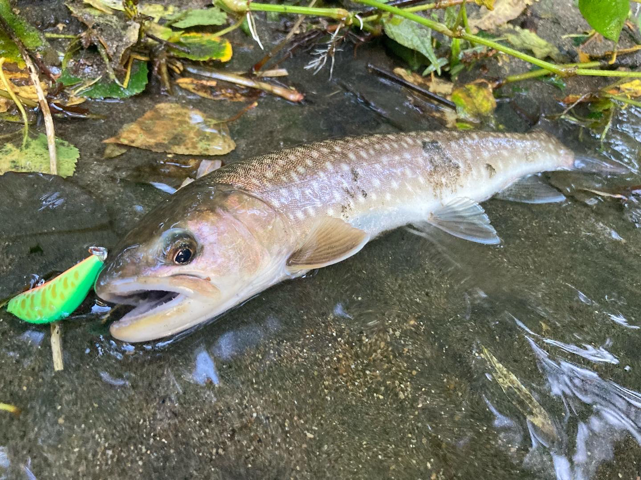 アメマス