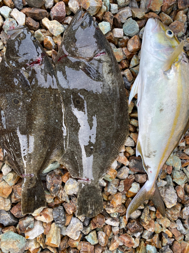 ショゴの釣果