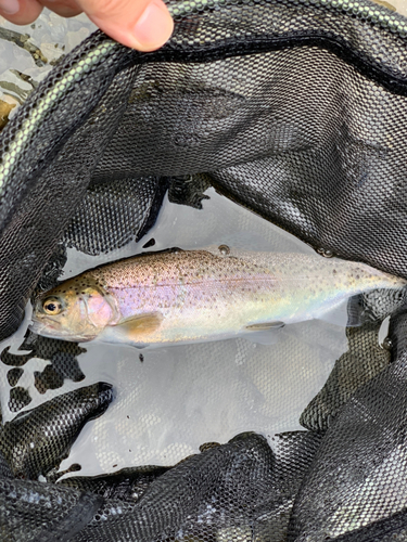 ニジマスの釣果