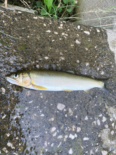 アユの釣果