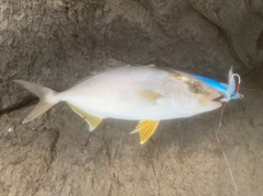 ショッコの釣果