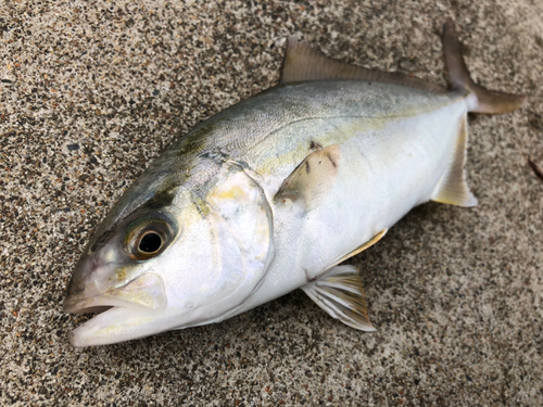 ショゴの釣果