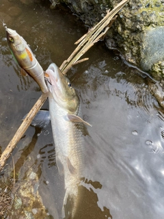 ニゴイの釣果